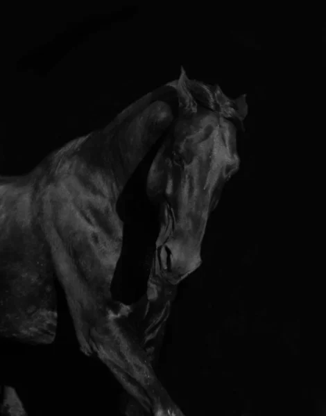 Running horse — Stock Photo, Image