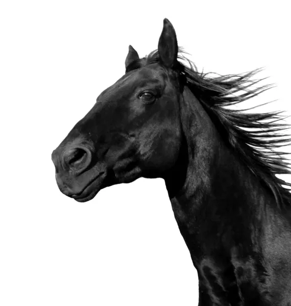 Lopend paard — Stockfoto