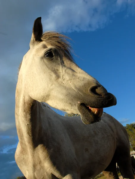 Fehér ló — Stock Fotó