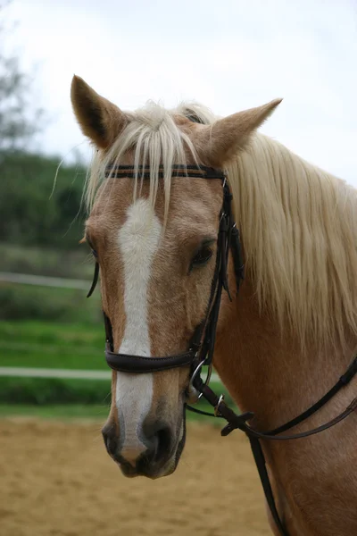 Cavalo palomino — Fotografia de Stock