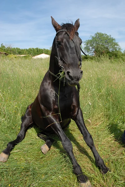 Sedící kůň — Stock fotografie