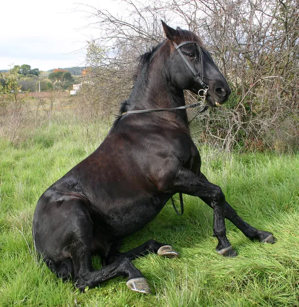 Ülő ló — Stock Fotó