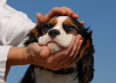 Küçük köpek ve kadın elin