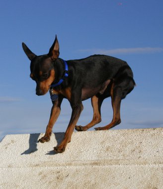 Minyatür pinscher.