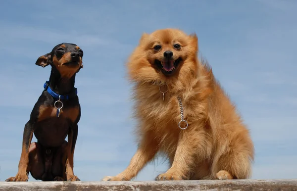 Zwei kleine Hunde — Stockfoto
