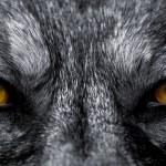 Eyes of wolf — Stock Photo © sbelov #13555942