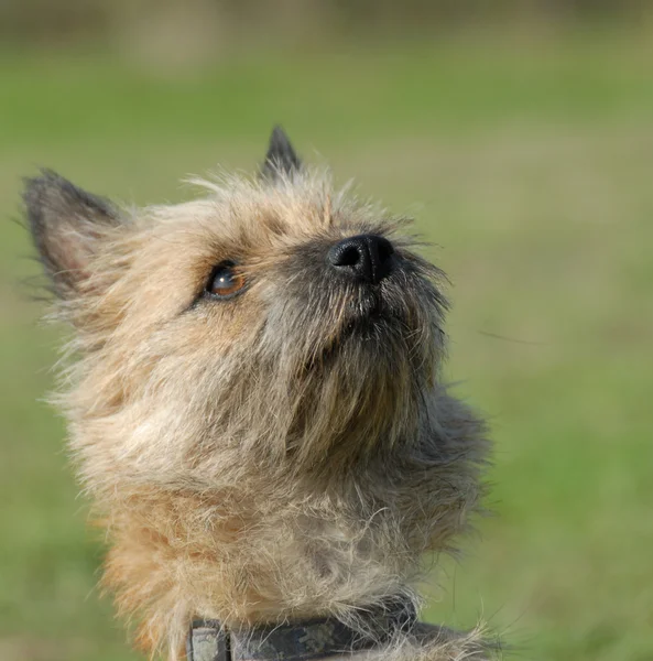 Rasowe cairn terrier — Zdjęcie stockowe