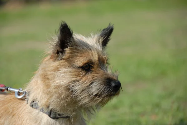 Pura raza cairn terrier — Foto de Stock