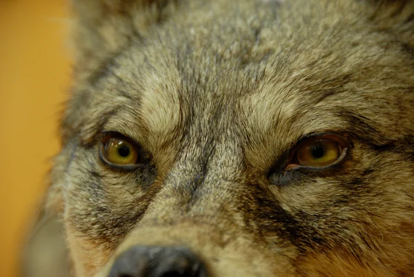 Eyes of wolf — Stok fotoğraf