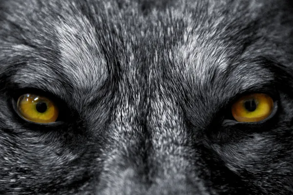 Глаза волка — стоковое фото