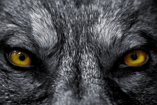 Eyes of wolf Stock Photo