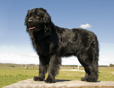 Newfoundland dog clipart