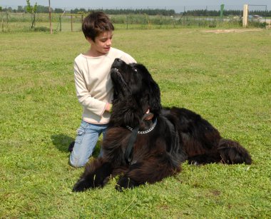 Newfoundland köpek ve çocuk