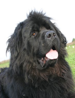 Newfoundland köpeği