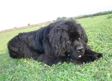 Newfoundland köpeği