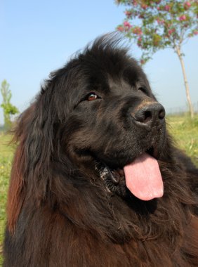 Newfoundland köpeği