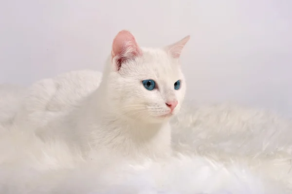 Chat blanc aux yeux bleus — Photo