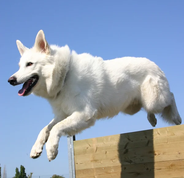 跳跃的白色德国牧羊犬 — 图库照片
