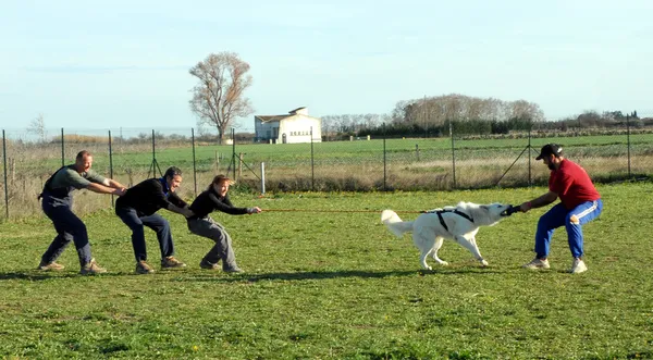 白色德国牧羊犬和朋友 — 图库照片