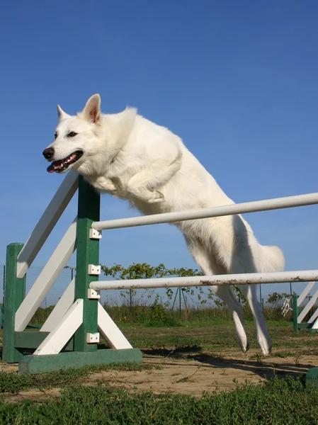 Springen witte Duitse herder — Stockfoto