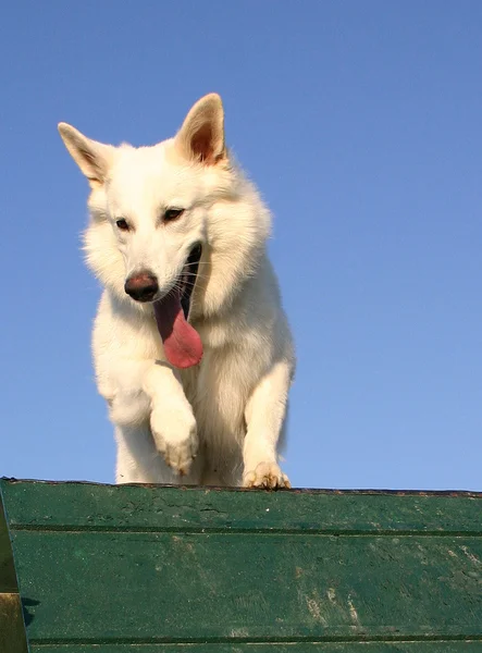 Springender weißer Schäferhund — Stockfoto