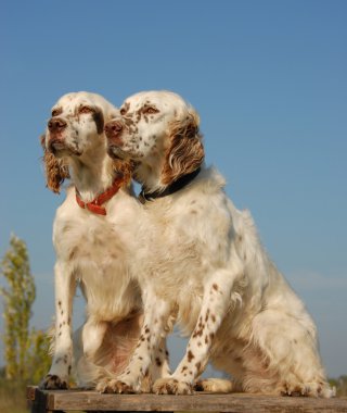 Two english setters clipart