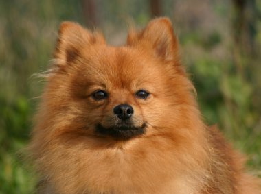 Pomeranian dog clipart