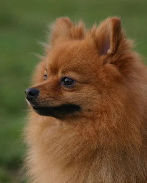 Pommerscher Hund — Stockfoto