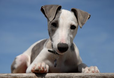 Puppy whippet clipart