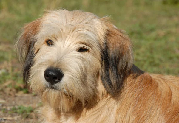 Pyreneese herder — Stockfoto