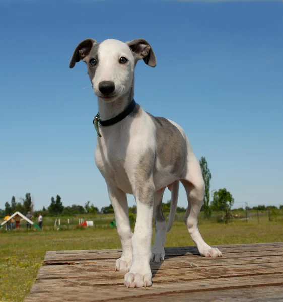 Puppy whippet — Stock Photo, Image