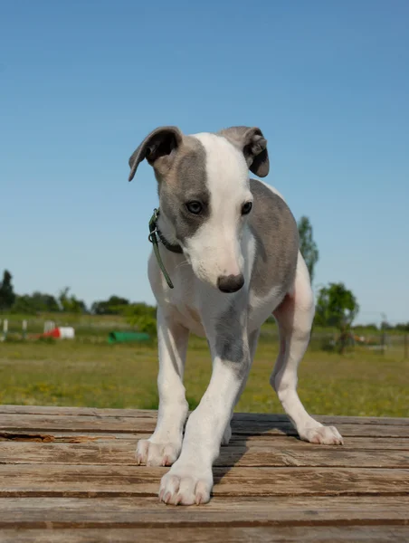 ウィペット子犬 — ストック写真