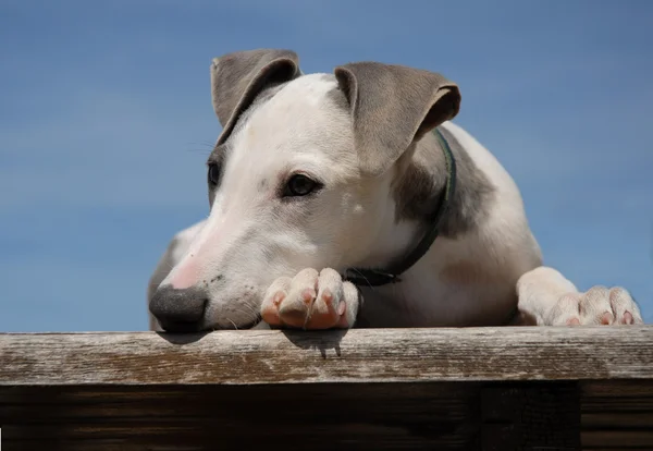 Puppy whippet — Stock Photo, Image