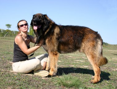 Leonberger and girl clipart