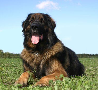 Leonberger clipart