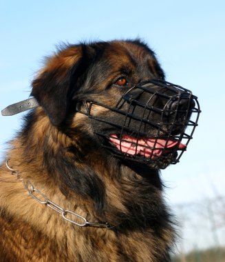Leonberger and muzzle clipart