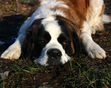 Saint bernard