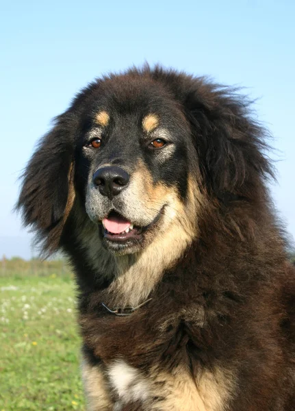 Cão tibetano — Fotografia de Stock