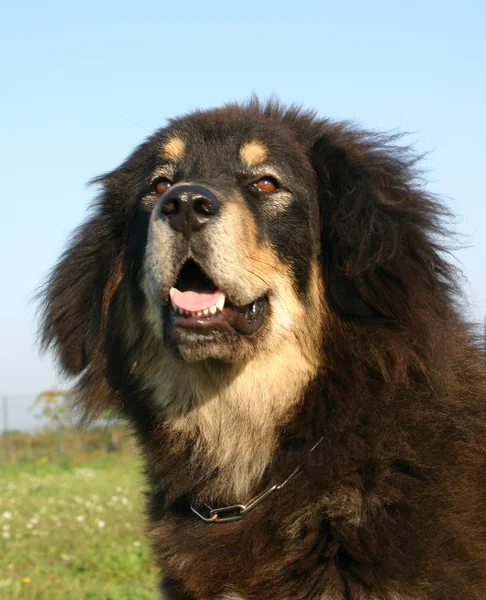 チベット犬 — ストック写真