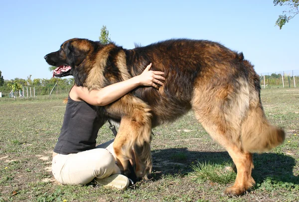 Leonberger and girl — Stock Photo, Image