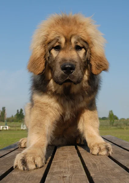 Puppy Tibetan dog — Stock Photo, Image