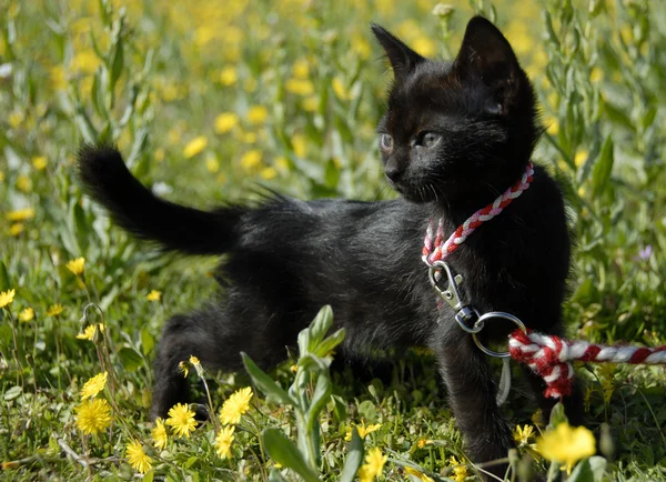 stock image Black kitten