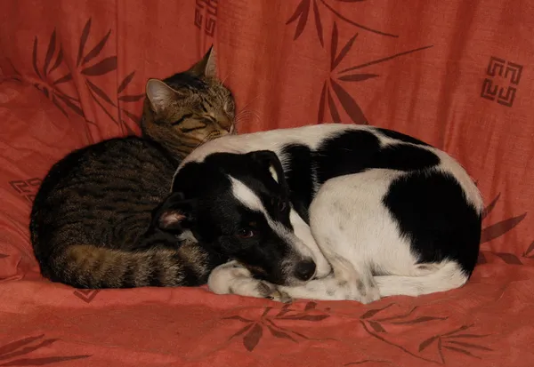 Спящие кошка и собака — стоковое фото