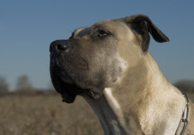 Dogo canario