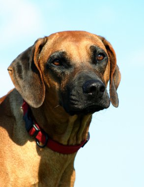 Rodezya ridgeback