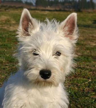West highland terrier clipart