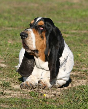 Basset hound