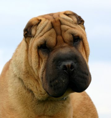 Shar pei