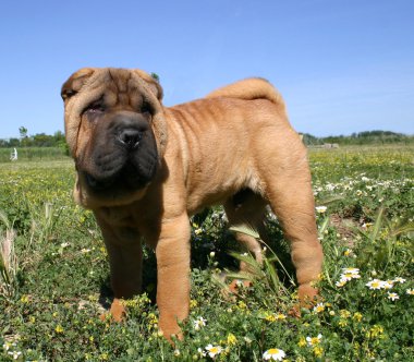 Puppy Shar pei clipart