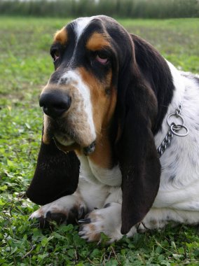 Basset hound clipart